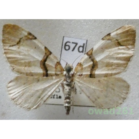 Anticlea derivata (Denis & Schiffermüller, 1775) Czech67d